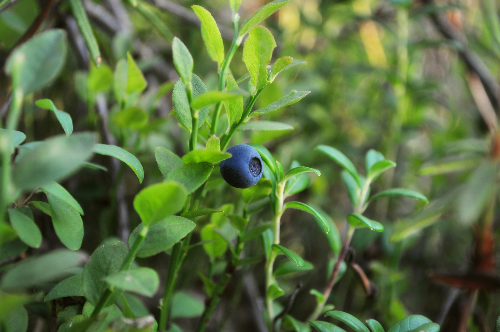 Summer in Khanty-Mansi Autonomous Okrug - My, Nature, Berries, Forest, KhMAO, Photo, Longpost