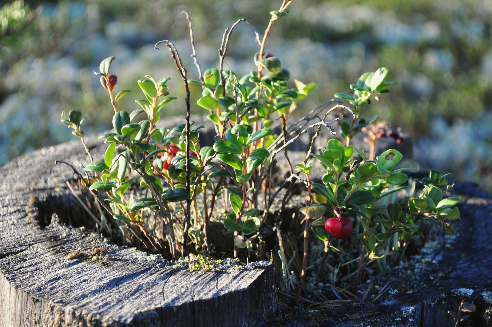 Summer in Khanty-Mansi Autonomous Okrug - My, Nature, Berries, Forest, KhMAO, Photo, Longpost