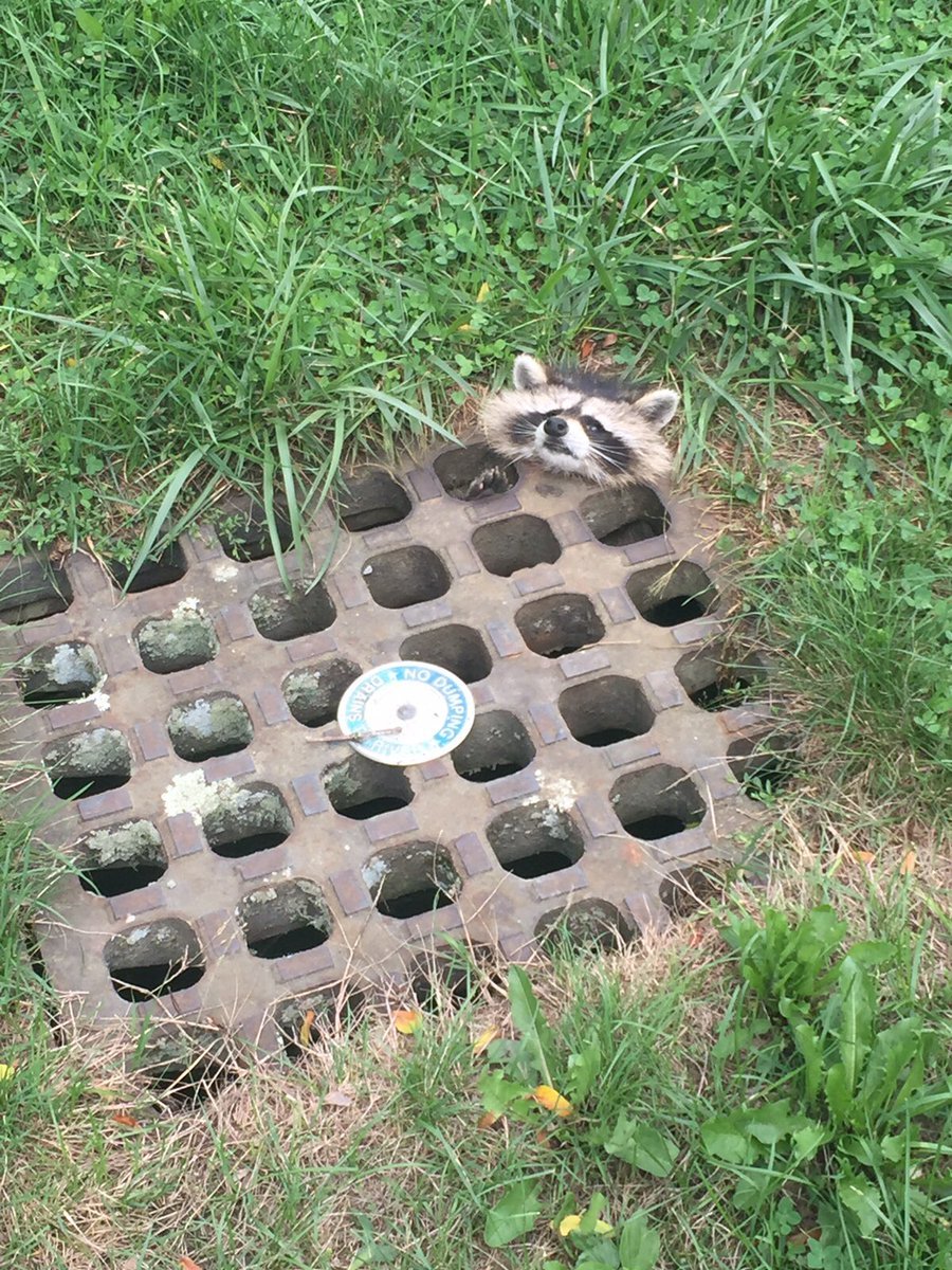 Cops rescue stranded raccoon - Raccoon, Trap, The rescue, Longpost