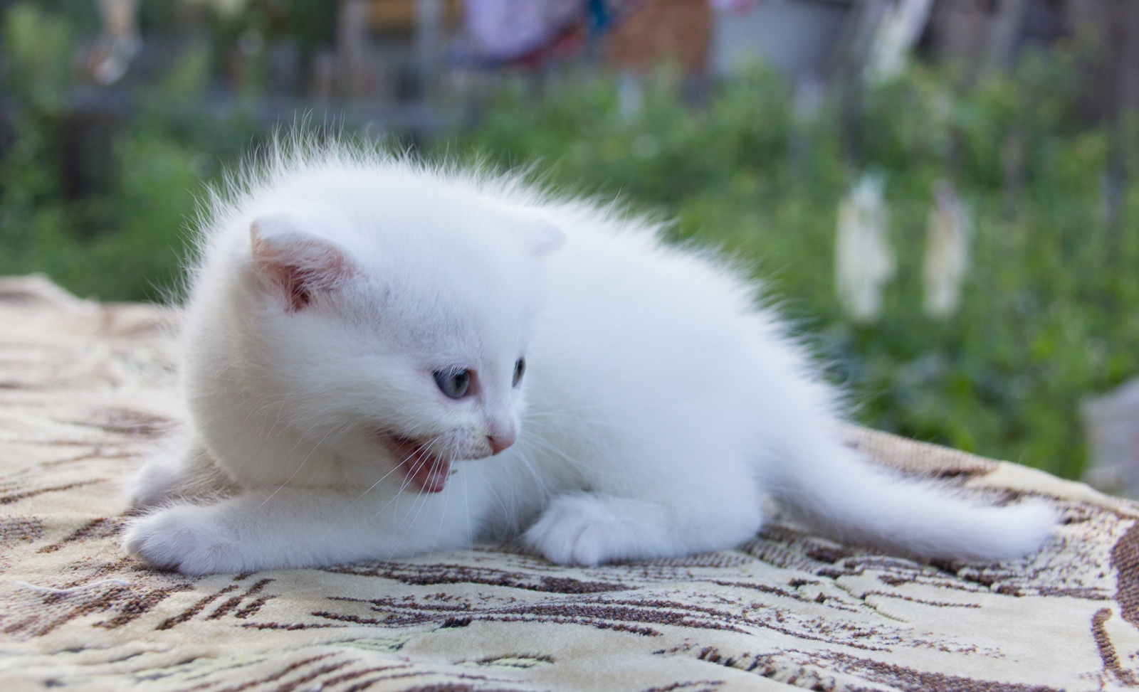 Мимишные котэ вам в ленту:-) - Моё, Котики - наркотики, Canon 600D, Кот, Длиннопост