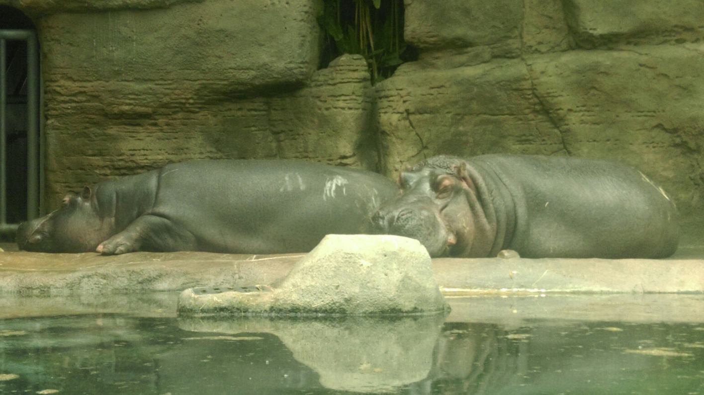 perfect weekend - My, Prague, hippopotamus, Laziness