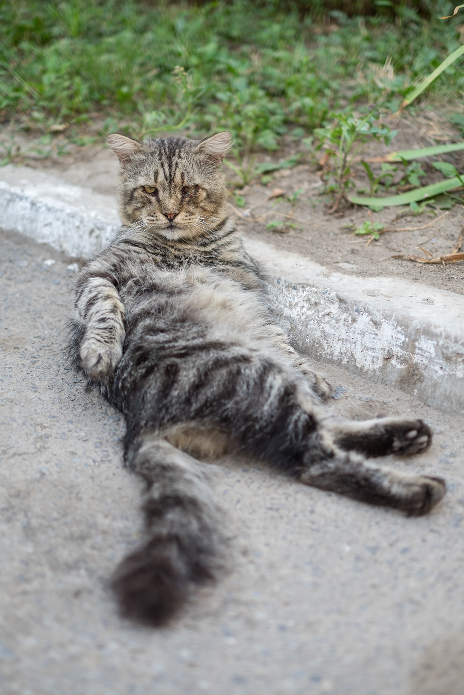 Кот, который видел в этой жизни всё | Пикабу