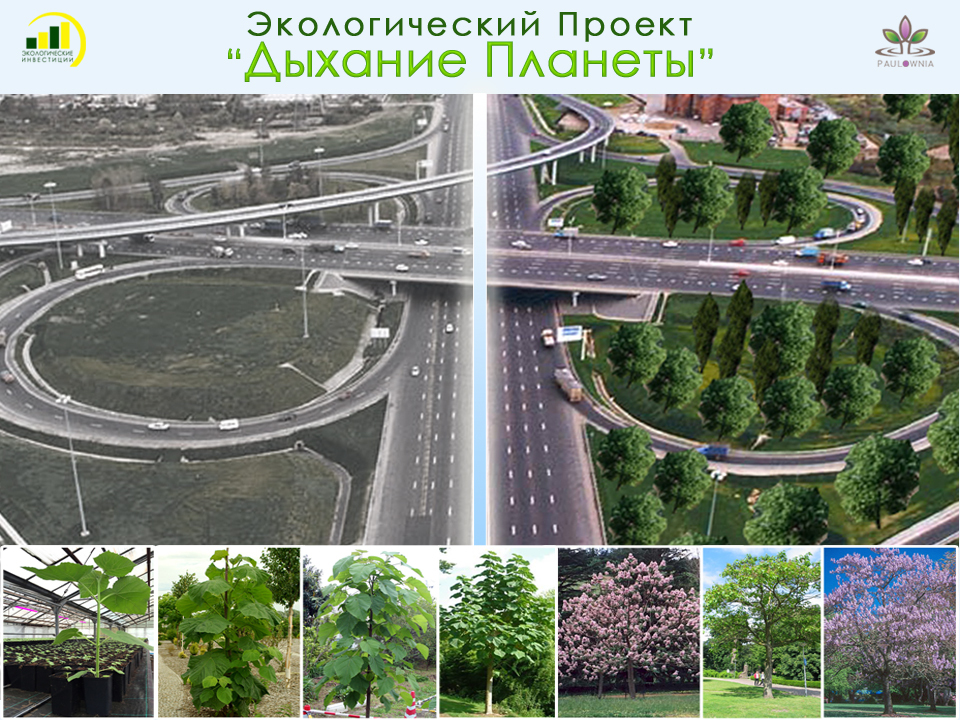 Ecological Project 2017 Breath of the Planet. - My, Ecology, paulownia, Russia, , Company, , Project, Longpost