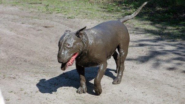 pygmy hippo) - Humor, , Nature, Positive, Dog