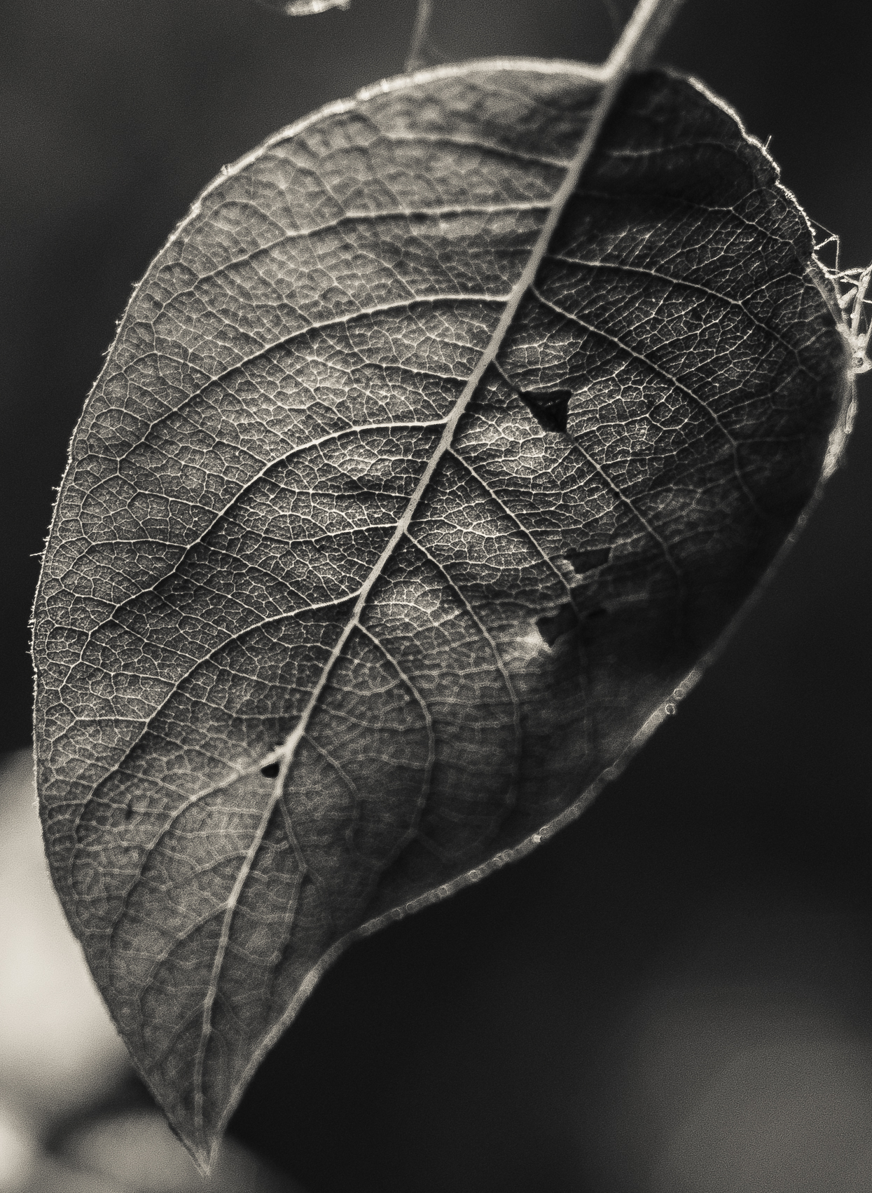 leaf pattern - My, The photo, Sheet, Black and white