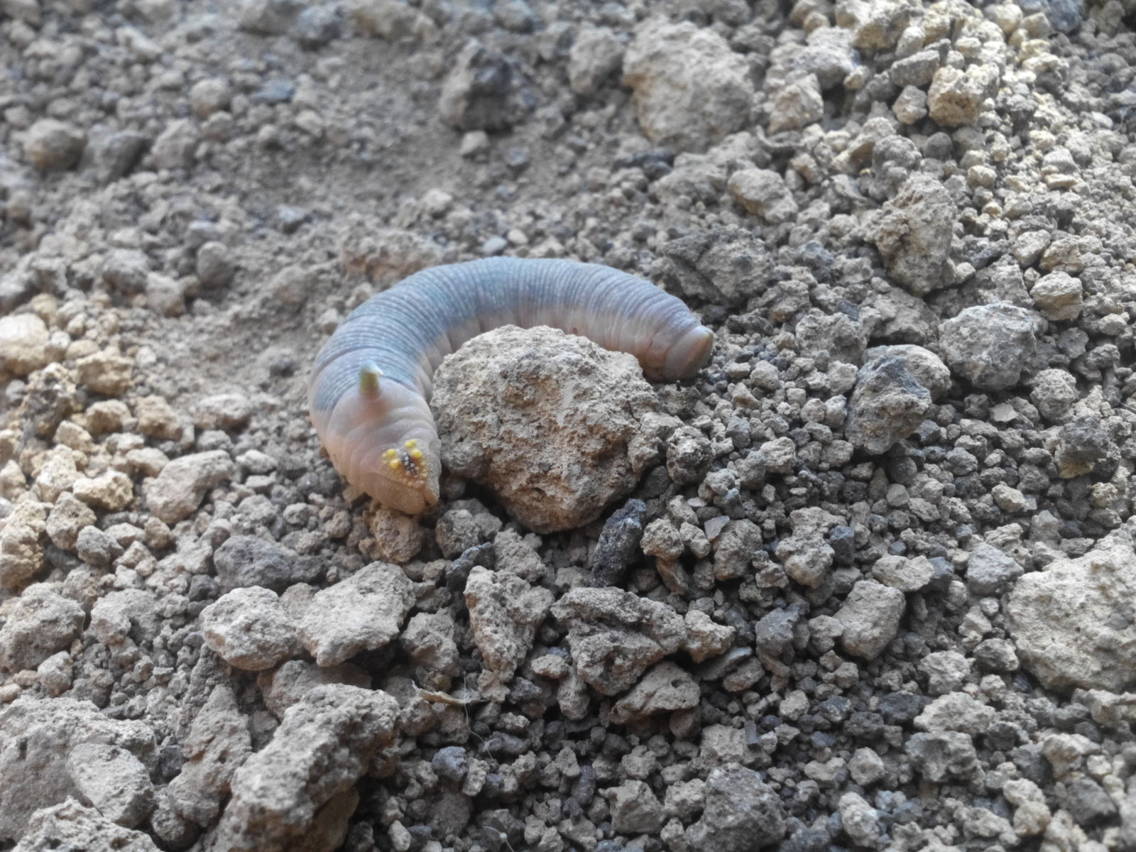 This is what my cat was playing with when I went outside. - My, Caterpillar, Unclear