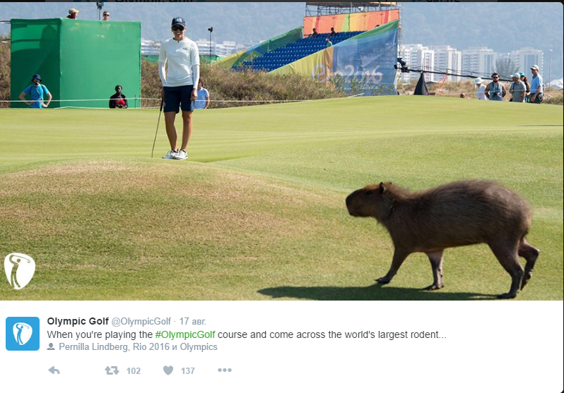 Brazilian animals took part in the Olympic Games - Olympiad, Wild animals, In the animal world, Capybara