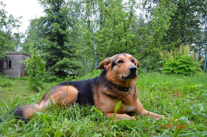 Lump of happiness - Animals, Story, Longpost, Dog