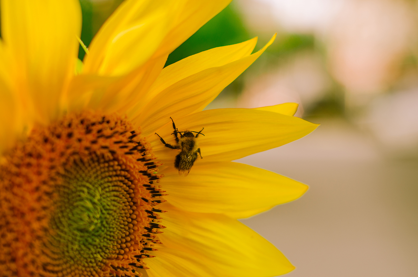 sunflower day - My, Sunflower, The photo, Nature