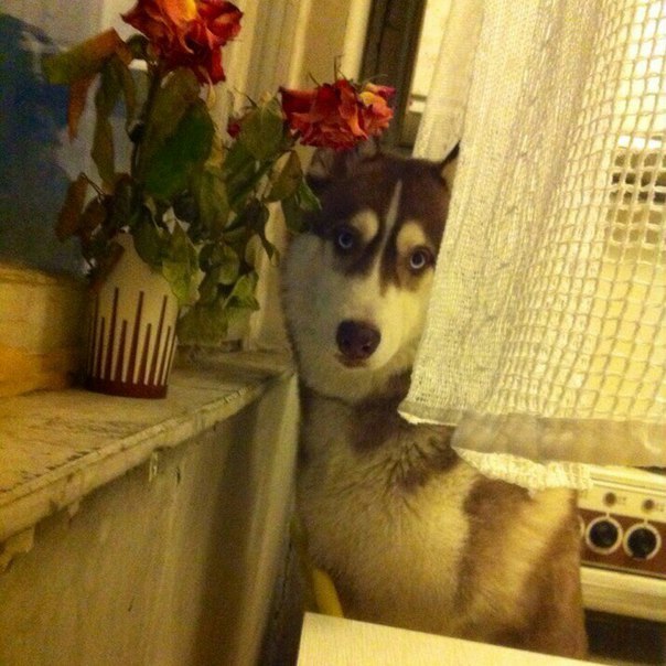 Romantic =) (And again a photo on slippers) - My, Husky, Dog, , Romance, Photo on sneaker