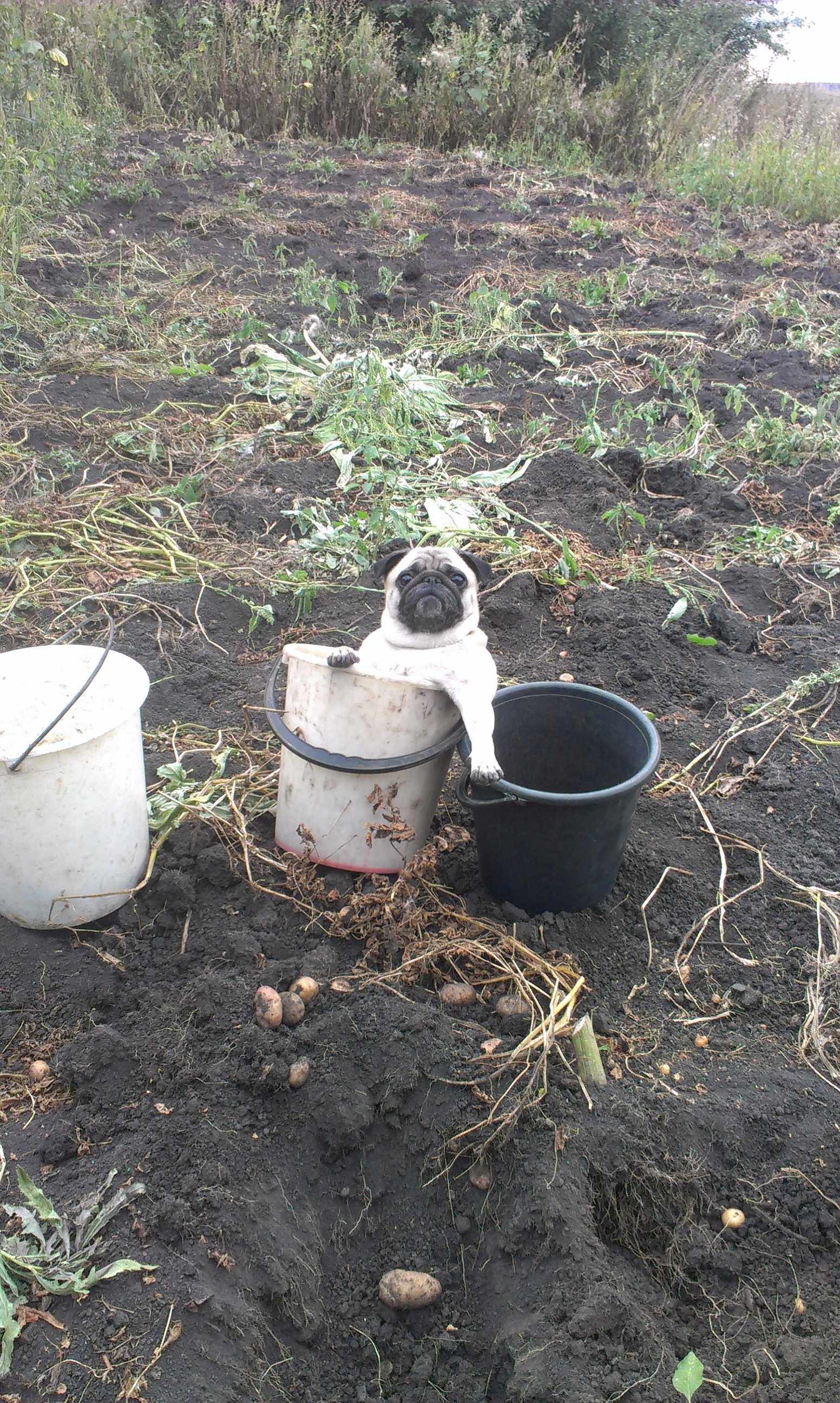 Leading position. - My, Garden, Pug, Cleaning, Potato, Dog