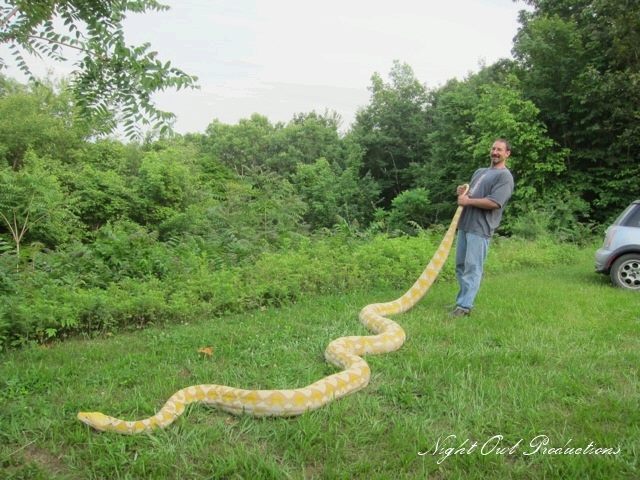 Giant reticulated pythons - My, Snake, Python, Reticulated python, , , Record, Longpost