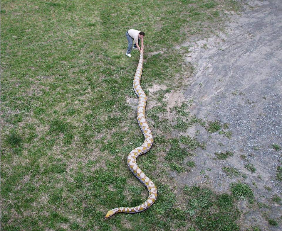 Giant reticulated pythons - My, Snake, Python, Reticulated python, , , Record, Longpost