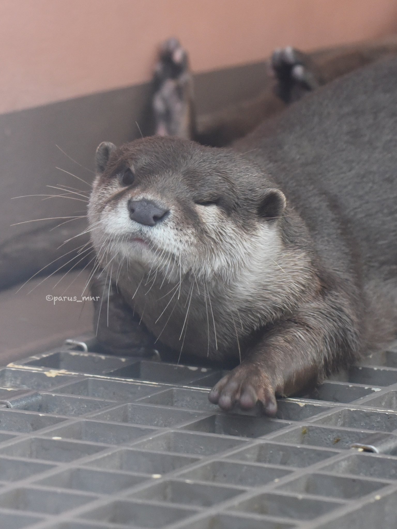 Winking otter - Otter, Otters, Milota, Animals