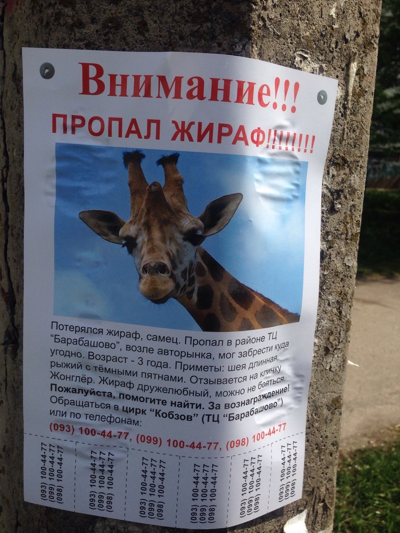 Lost giraffe =) - My, Giraffe, A loss, Circus, Odessa, Announcement