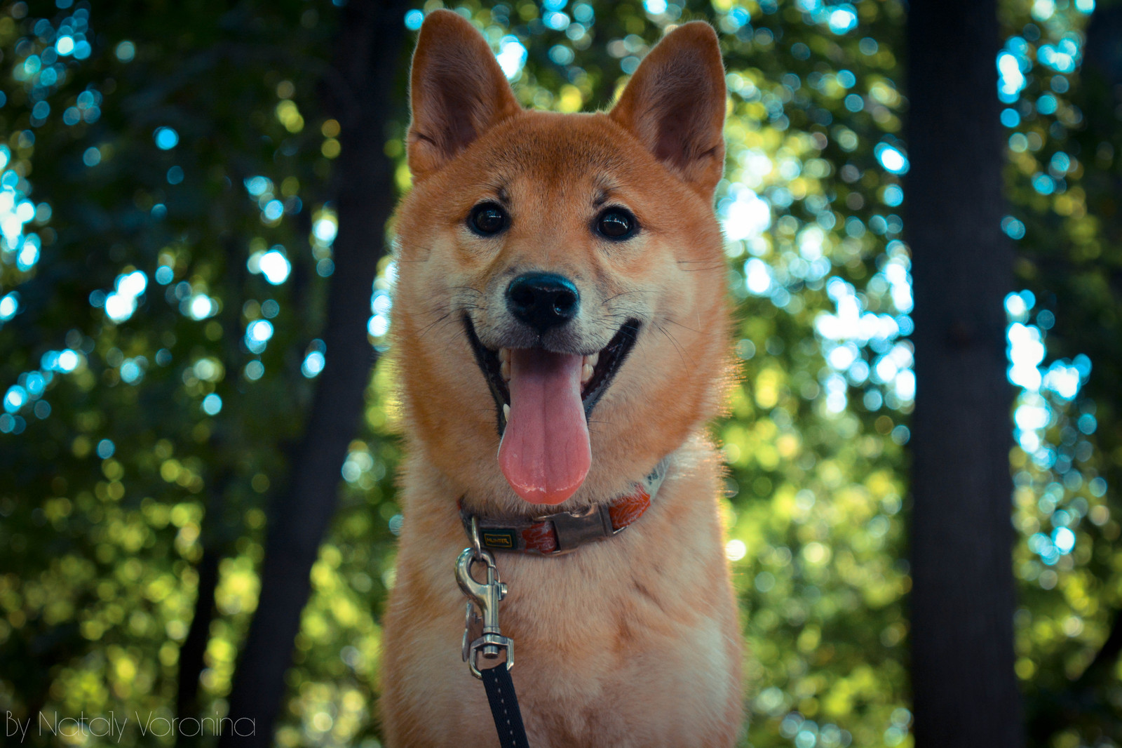 Hello =) - My, Photo, The photo, I study, Dog, , Shiba Inu, Smile, Doge, Studies