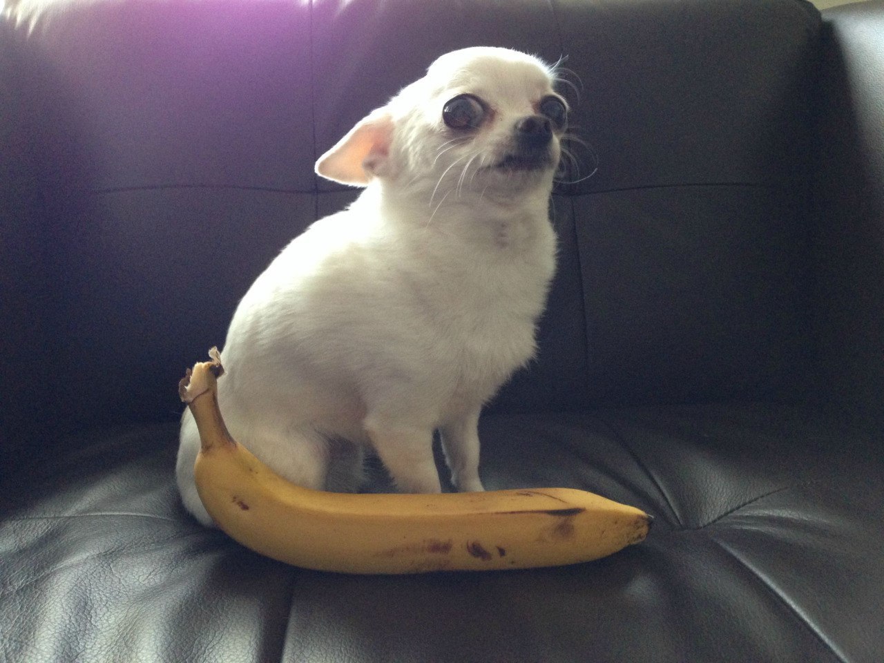 What the hell is this, man?! - Dog, Banana, Bewilderment, Chihuahua
