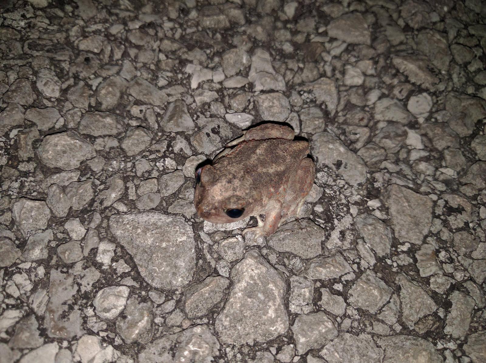 Sadness - Toad, 