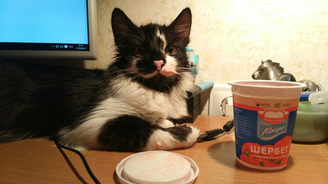 When you ate all the ice cream, and you don’t worry) - My, cat, Ice cream, Without pale, My, departed, Who did this?