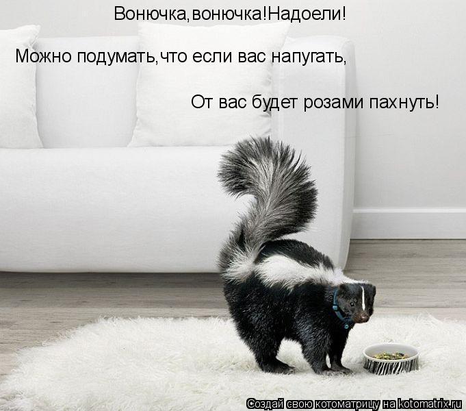 offended skunk - Skunk, Do not offend