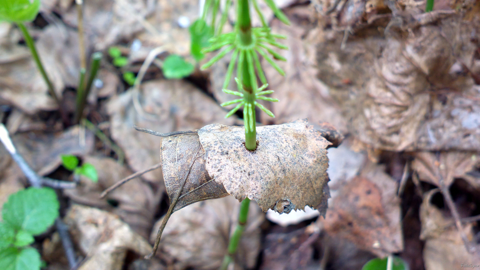 Little dacha - My, Dacha, Nature, Photo, , Longpost