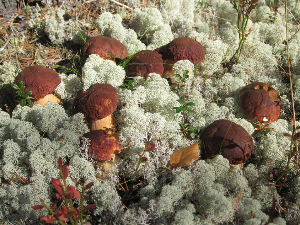 Beauty. - Mushrooms, Pechora, Moss, Nature