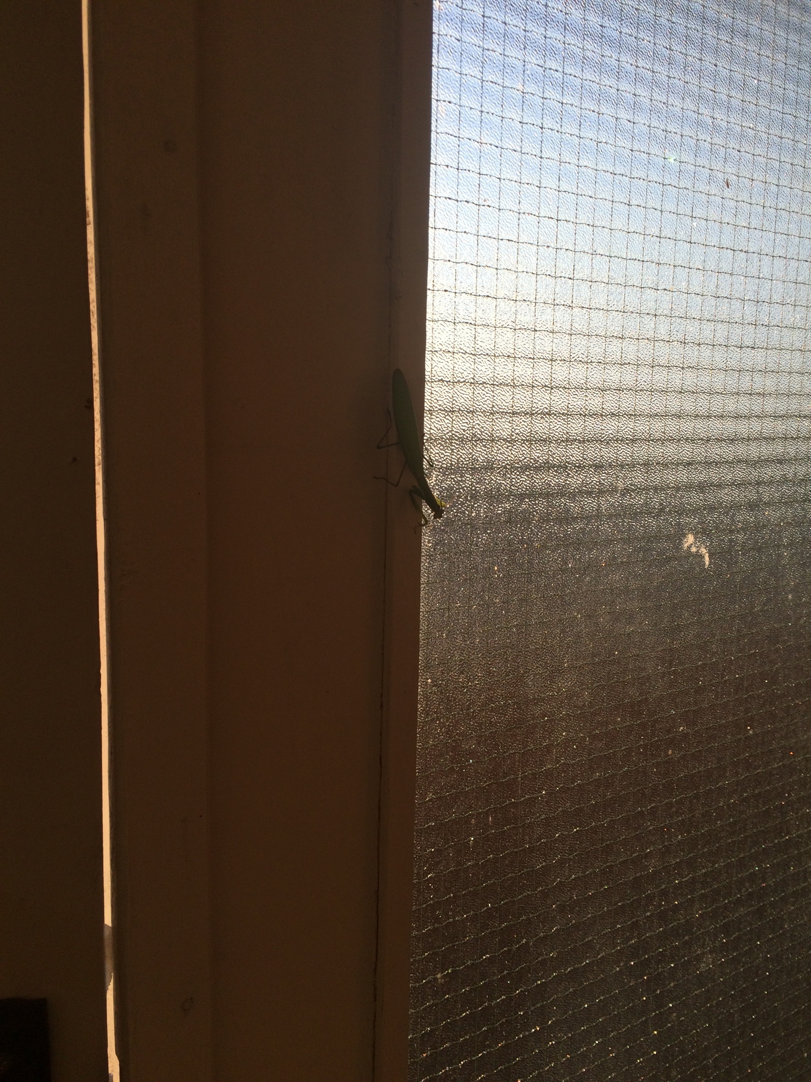 Praying mantises slowly fill MO and MSC - My, My, Mantis, Moscow, Serpukhov, Photo, Longpost