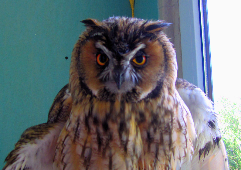 Are you serious? - My, Kerby, Owl, Birds, Threat, Photo