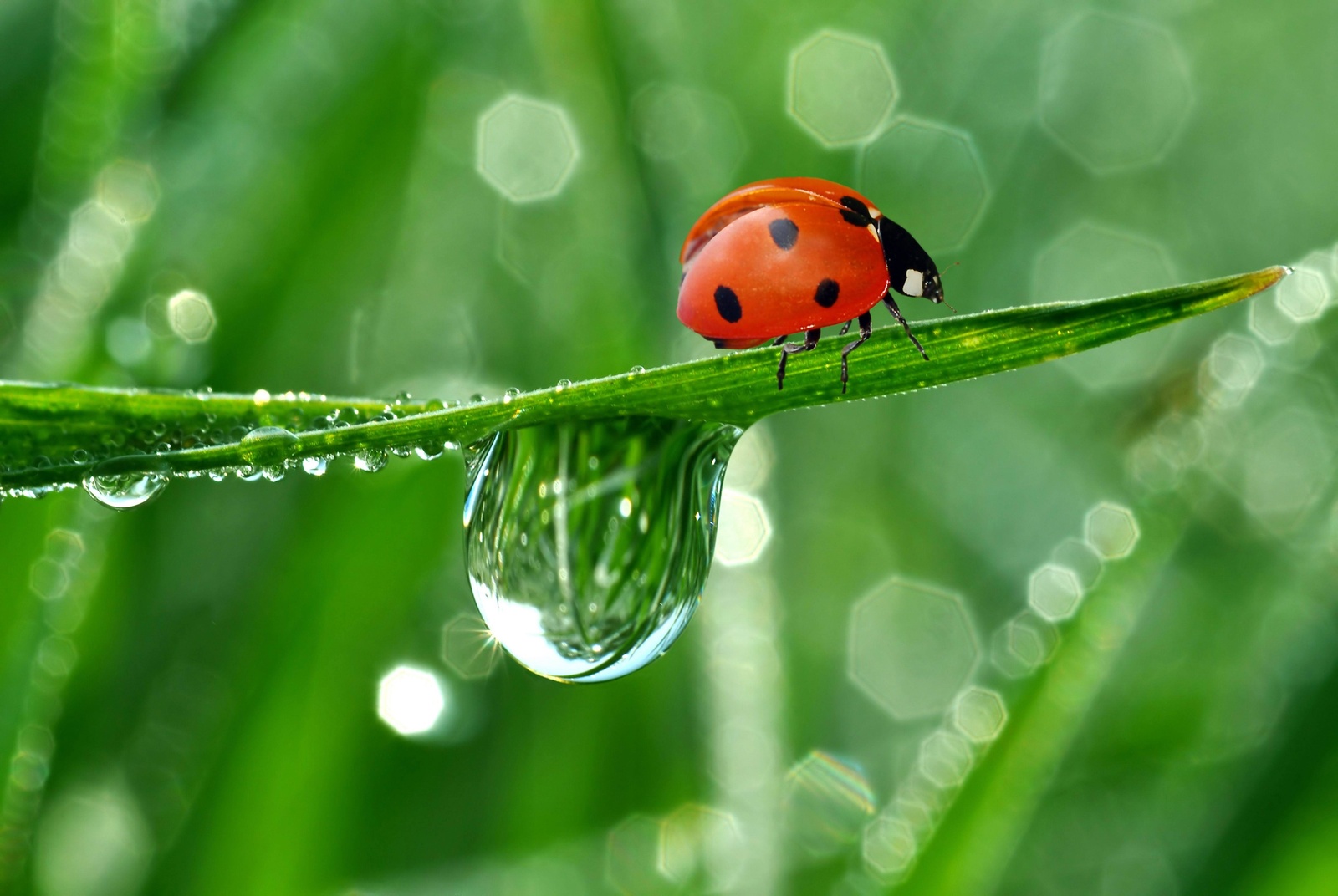 What holiday is today? Ladybug Flight Day! - Holidays, Ladybug, Creation, Animals, ladybug
