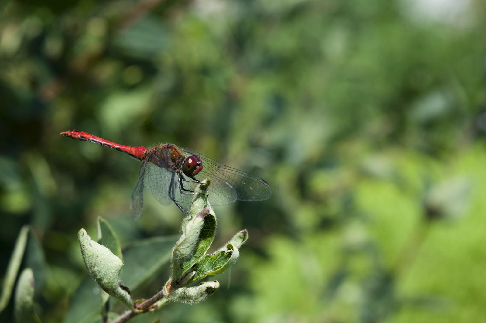 6 of my summer photos - My, Photo, Frogs, Dragonfly, Flowers, Spider, Goat, Nature, Nikon, Longpost