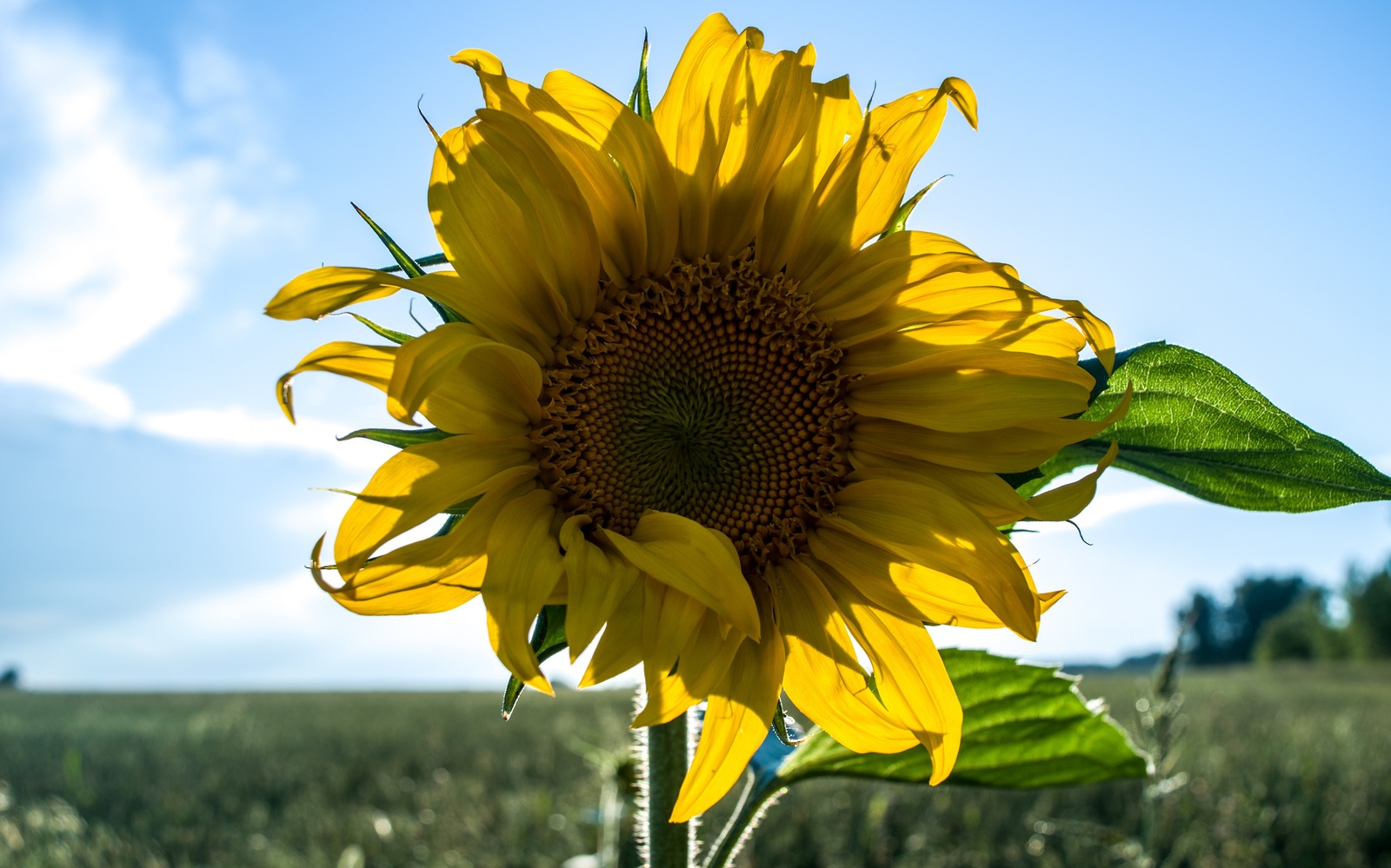 6 of my summer photos - My, Photo, Frogs, Dragonfly, Flowers, Spider, Goat, Nature, Nikon, Longpost