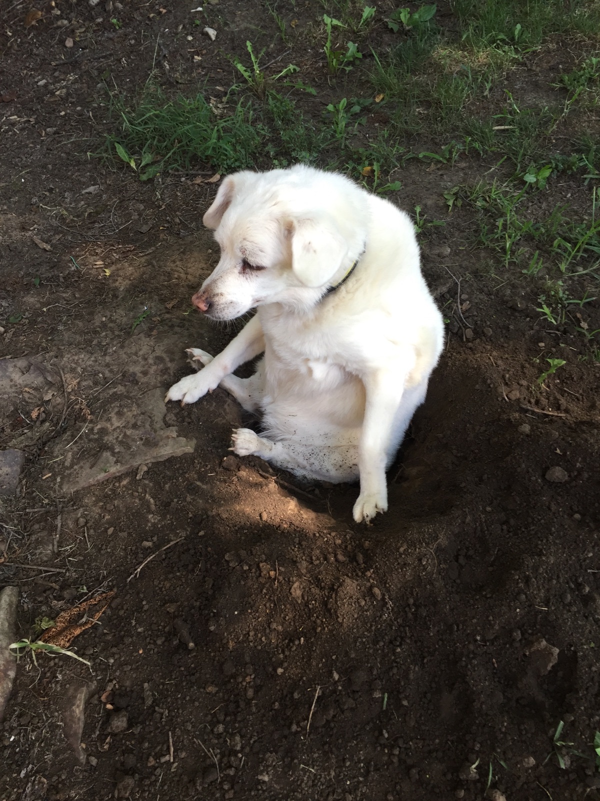 On a walk, my dog ??dug a hole, and decided to sit in it, and then realized that he was stuck - Dog, Walk, Pit, Stuck, Land