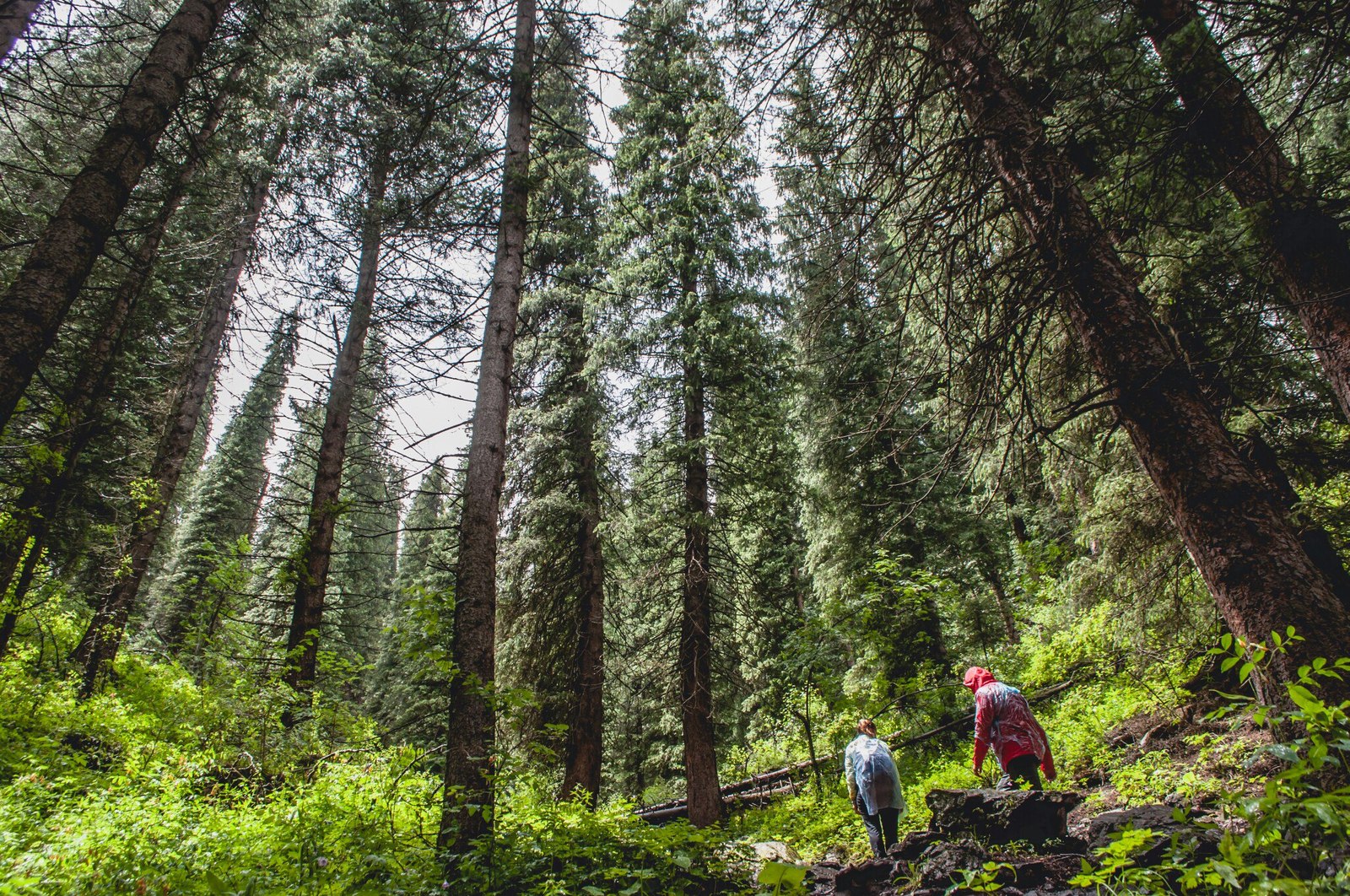 How I went to Kolsai Lake... - My, Kazakhstan, Nature, , Photo, The photo, Almaty, Nikon, Longpost