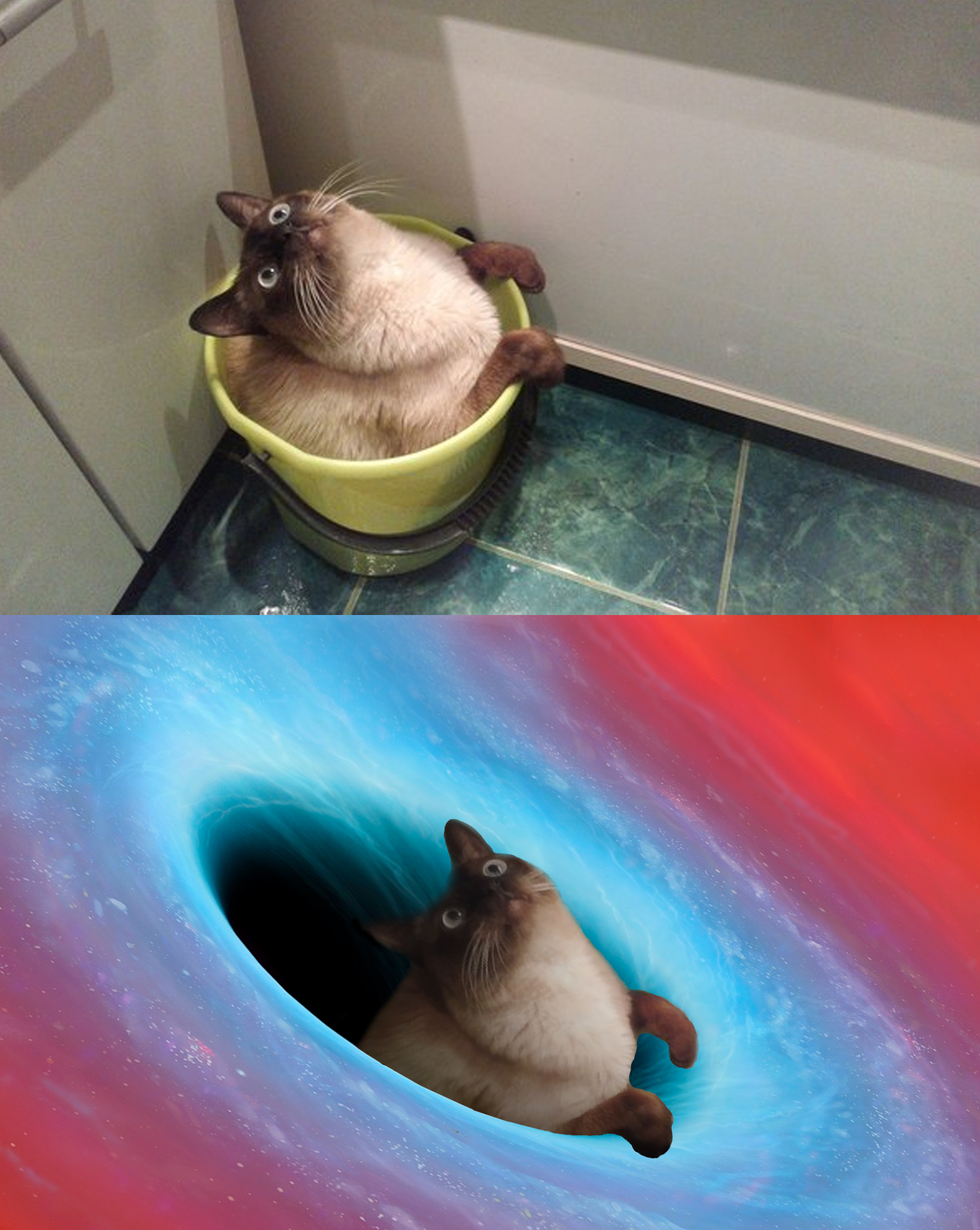 Inspired by a bucket cat ... - My, cat, Bucket, Cat in space, Space