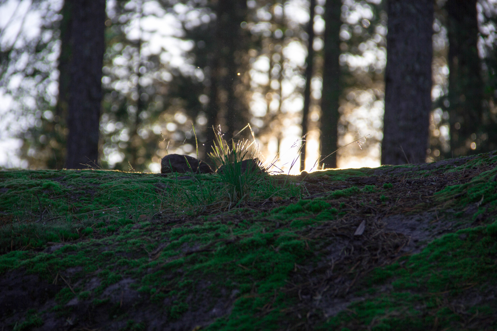 Alone with nature. - My, Nature, Lake, Карелия, , 18-135, Longpost, Canon 60d