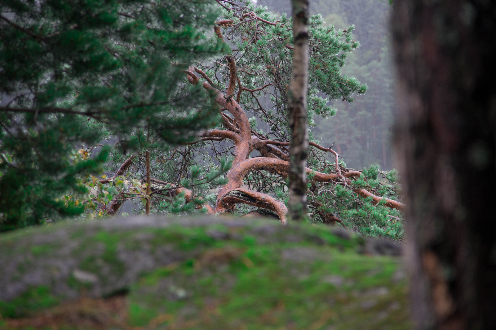 Наедине с природой. Пестово Озеро - Моё, Природа, Озеро, Карелия, Canon60d, 18-135, Длиннопост, Canon 60d