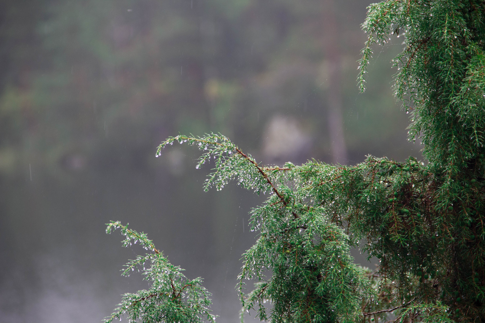 Alone with nature. - My, Nature, Lake, Карелия, , 18-135, Longpost, Canon 60d