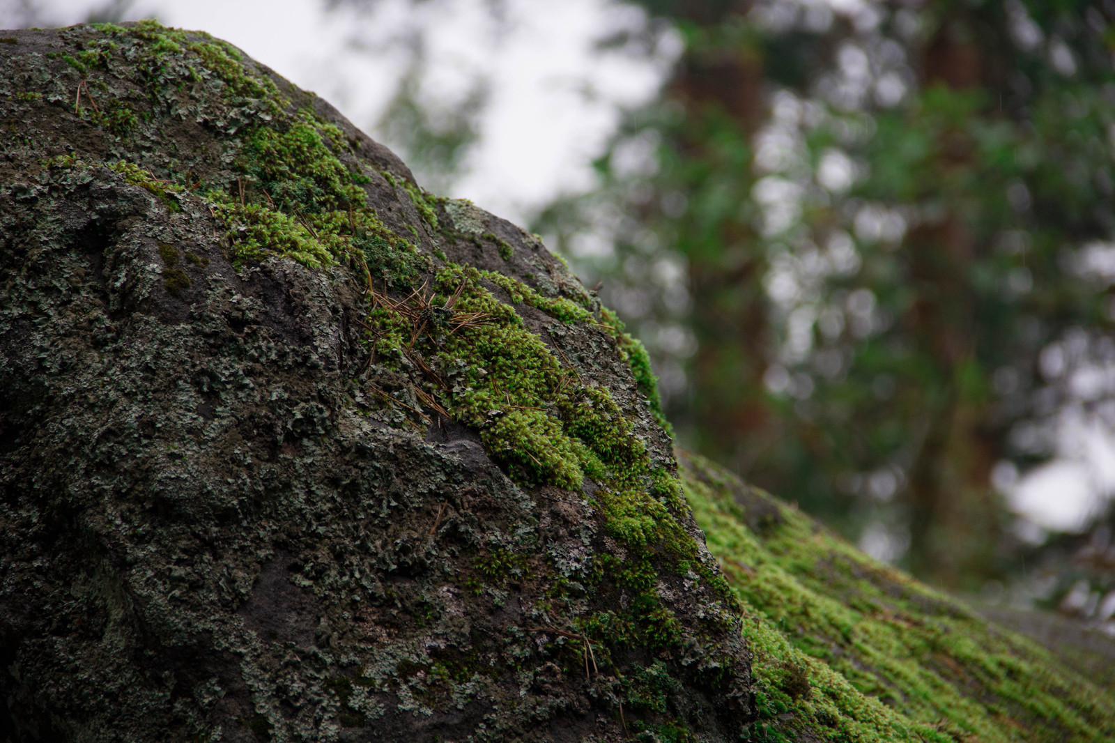 Alone with nature. - My, Nature, Lake, Карелия, , 18-135, Longpost, Canon 60d