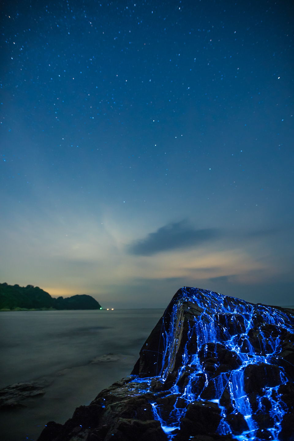 Glowing shrimp on the shores of Japan - Shrimps, Japan, Glow, Glowing, , , , Longpost