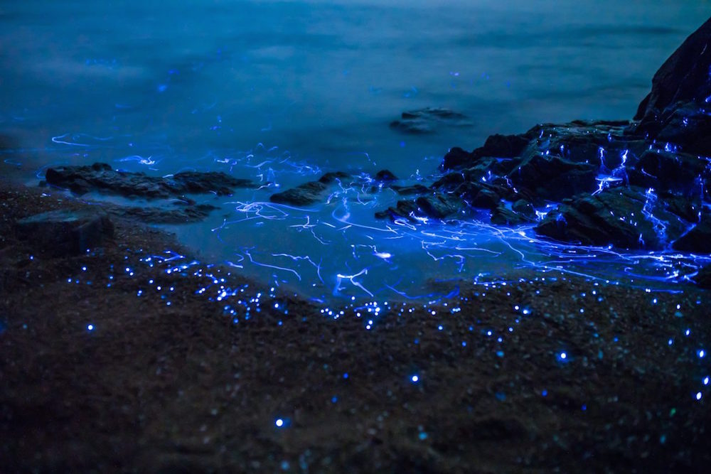 Glowing shrimp on the shores of Japan - Shrimps, Japan, Glow, Glowing, , , , Longpost