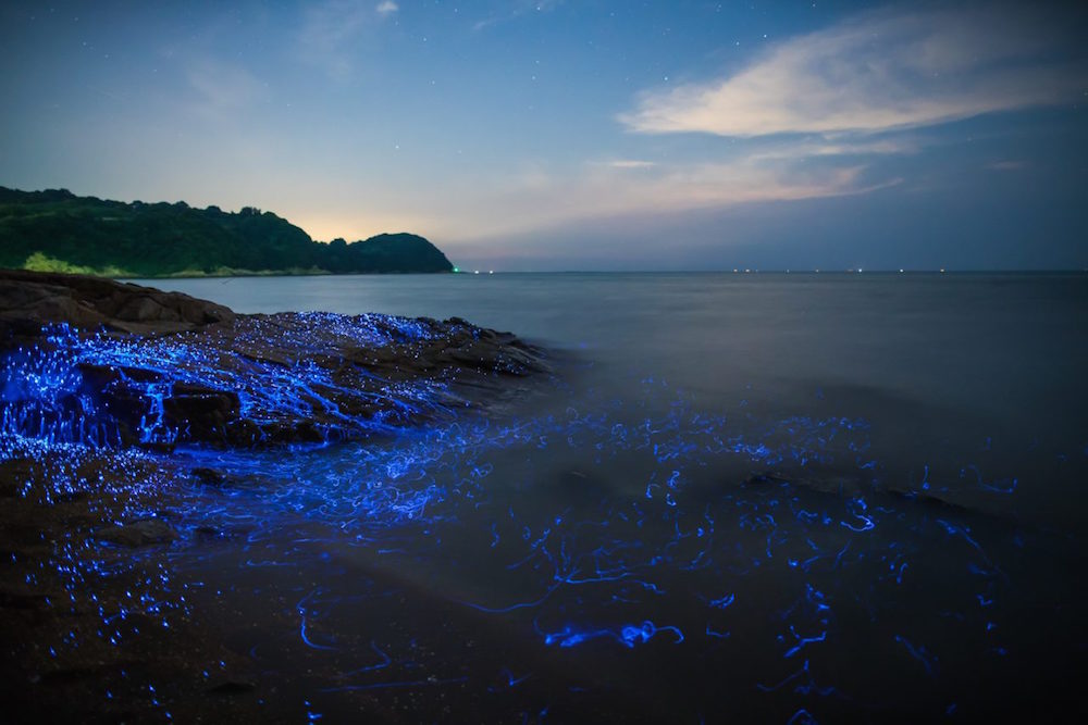 Glowing shrimp on the shores of Japan - Shrimps, Japan, Glow, Glowing, , , , Longpost