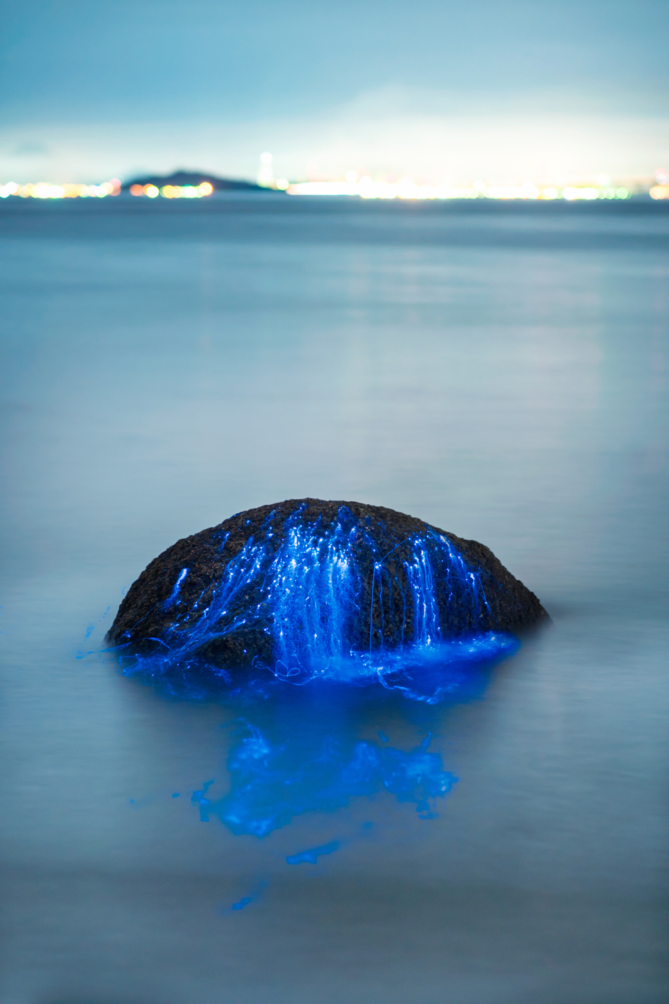 Glowing shrimp on the shores of Japan - Shrimps, Japan, Glow, Glowing, , , , Longpost