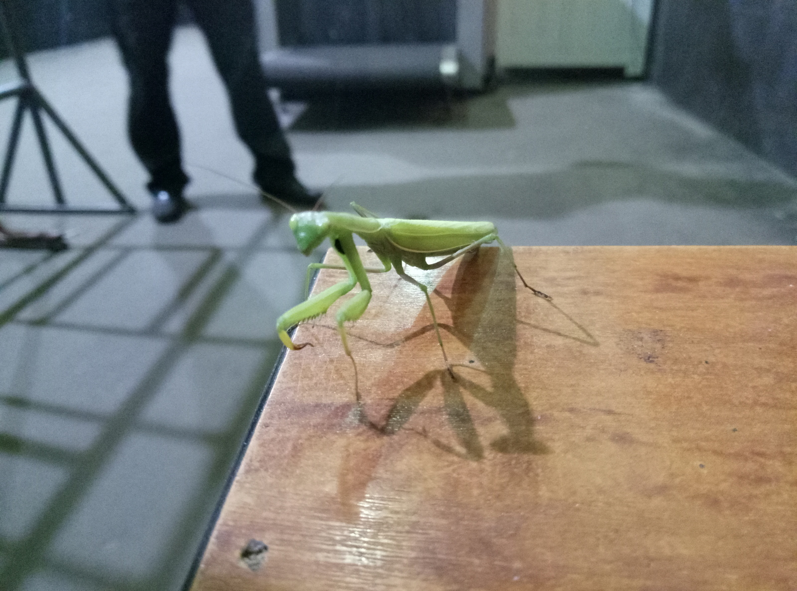 Unexpected guest - My, Mantis, Uninvited guests, Guests, My, Longpost