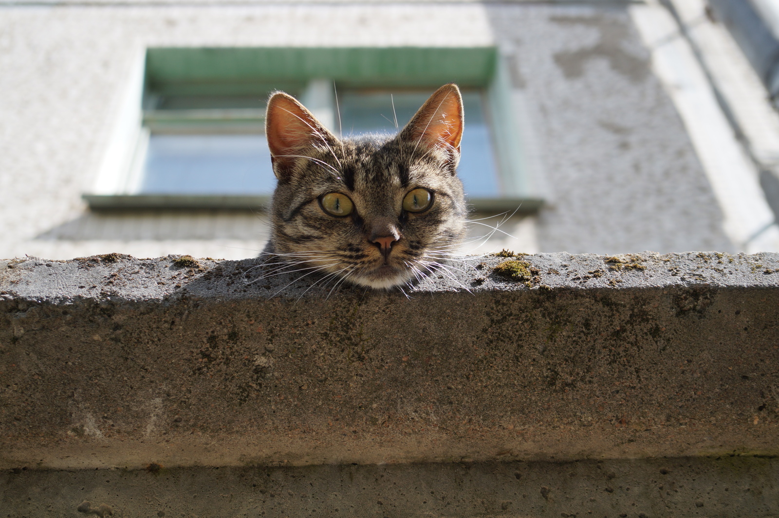 Cat... - My, Photo, , cat