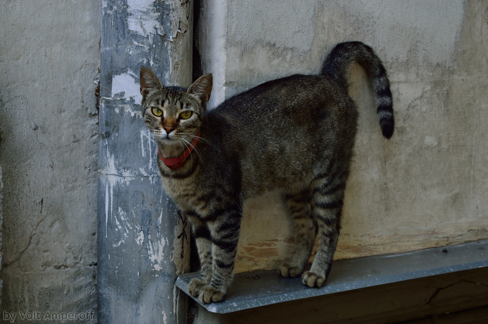 A bit of Crimea (Sevastopol) - My, Photo, Sevastopol, Parade, Crimea, Longpost