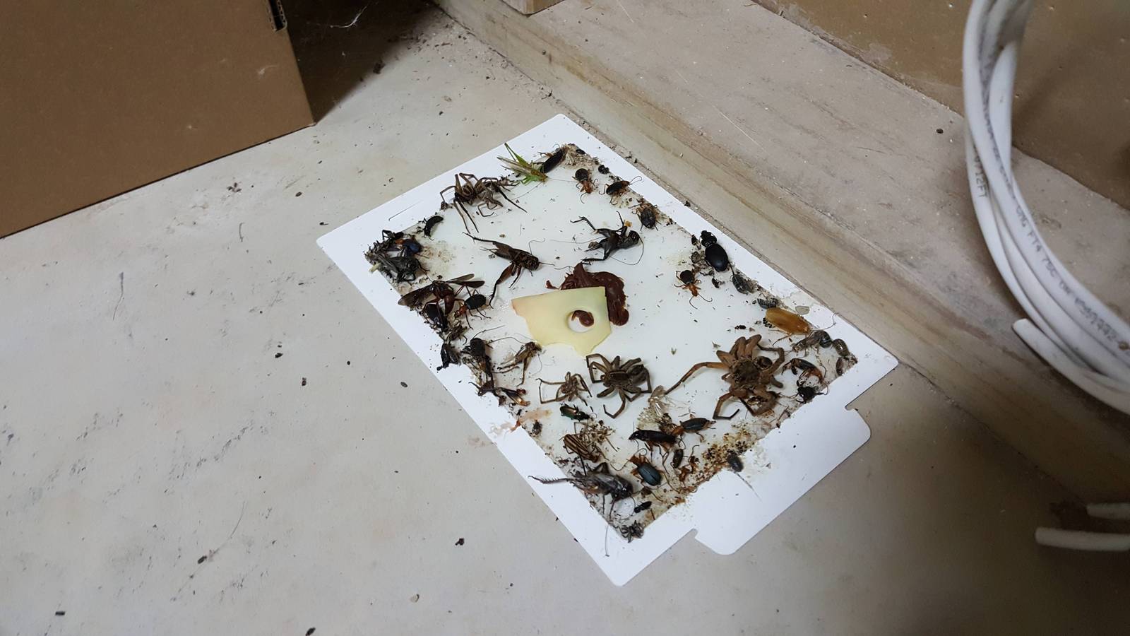 Tried to catch a mouse in Australia - Photo, Trap, Australia