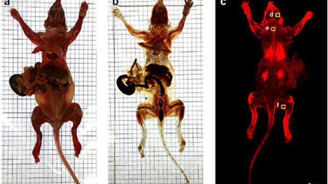 Ученым удалось сделать грызунов невидимыми и прозрачными - Наука, Ученые, Новости, Невидимые мыши