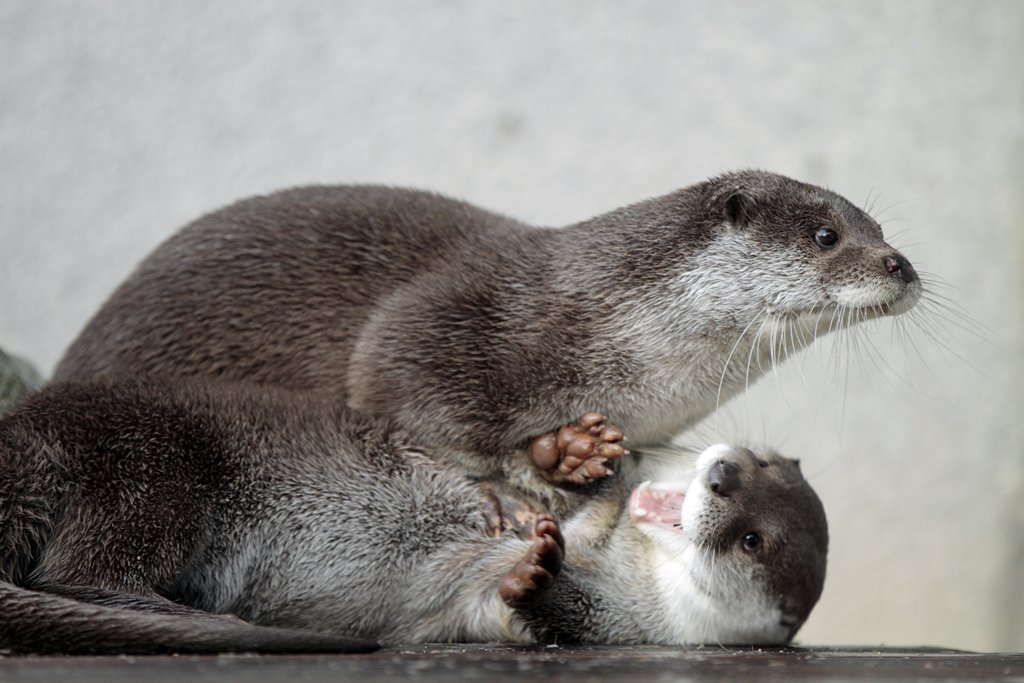 Victory over the otter - Otter, Otters, Milota, Animals