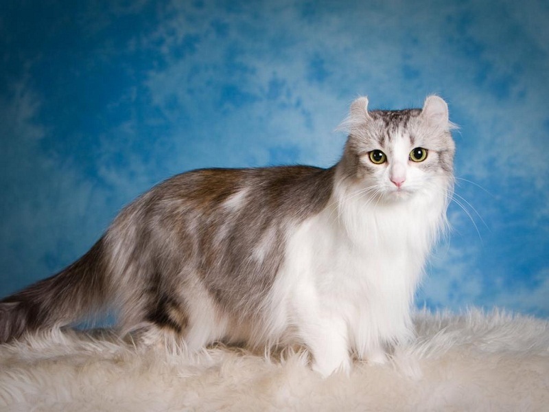 The most expensive cat breeds. Top 15 - cat, Animals, beauty, Top, Longpost