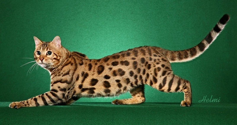 The most expensive cat breeds. Top 15 - cat, Animals, beauty, Top, Longpost